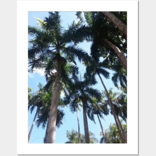 Gm:PALM TRESS Posters and Art